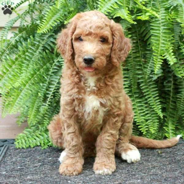 Dana, Goldendoodle Puppy