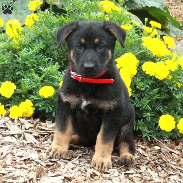 Dana, German Shepherd Puppy