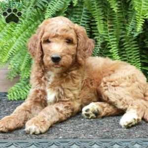 Dana, Goldendoodle Puppy