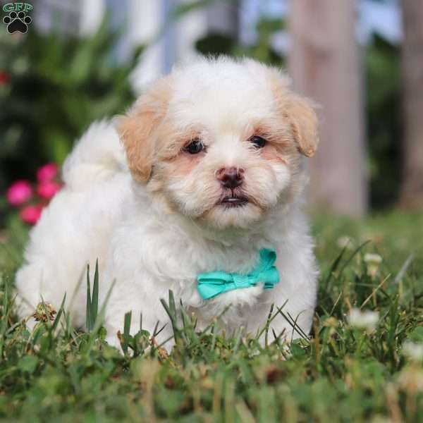 Dancer, Teddy Bear Puppy