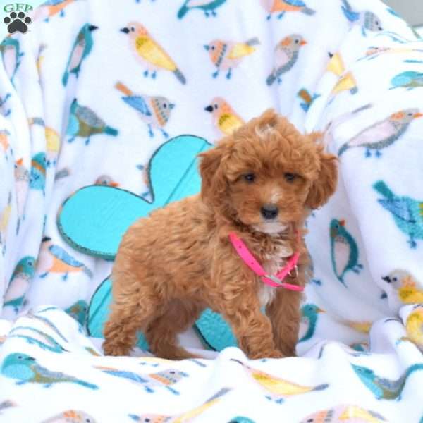 Dandelion, Miniature Poodle Puppy