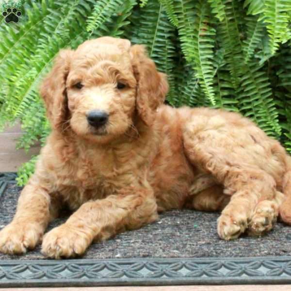 Dane, Goldendoodle Puppy