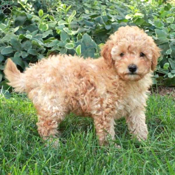 Daniel, Toy Poodle Puppy