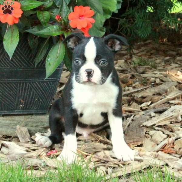 Danny, Boston Terrier Puppy