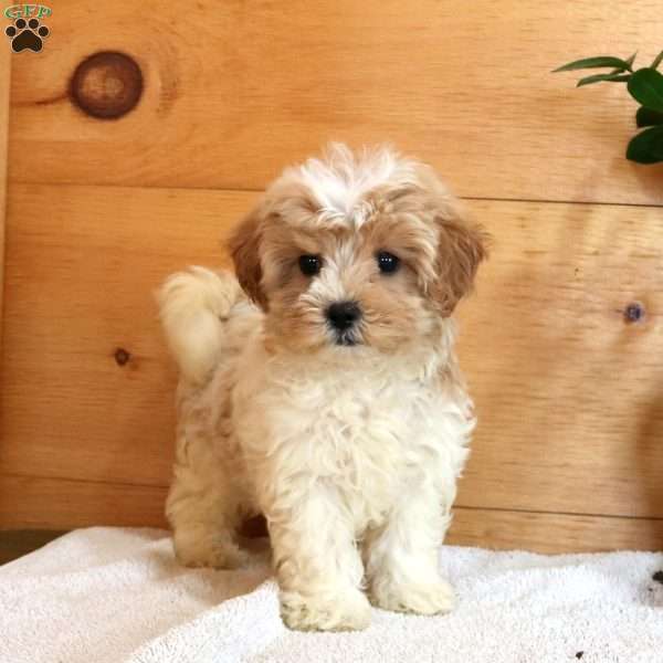 Danny, Maltese Mix Puppy