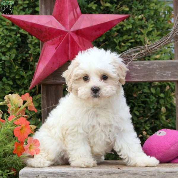 Daphne, Maltipoo Puppy