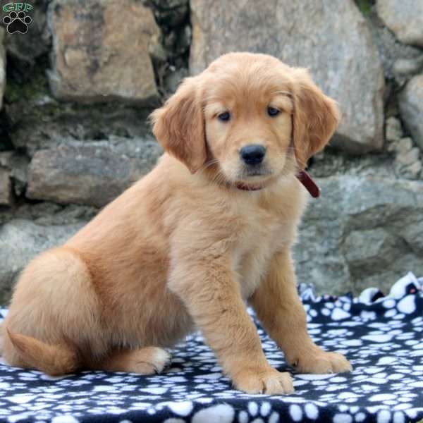 Daphne, Golden Retriever Puppy