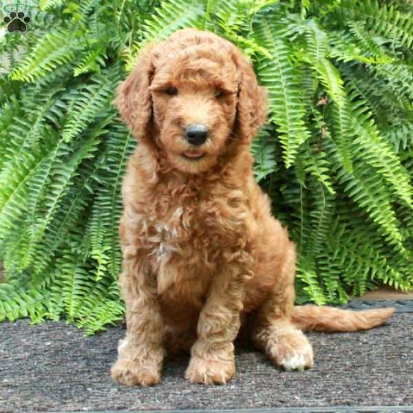 Daphne, Goldendoodle Puppy