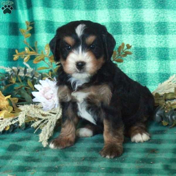 Daphne, Mini Bernedoodle Puppy