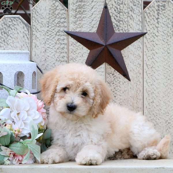 Darcy, Mini Labradoodle Puppy