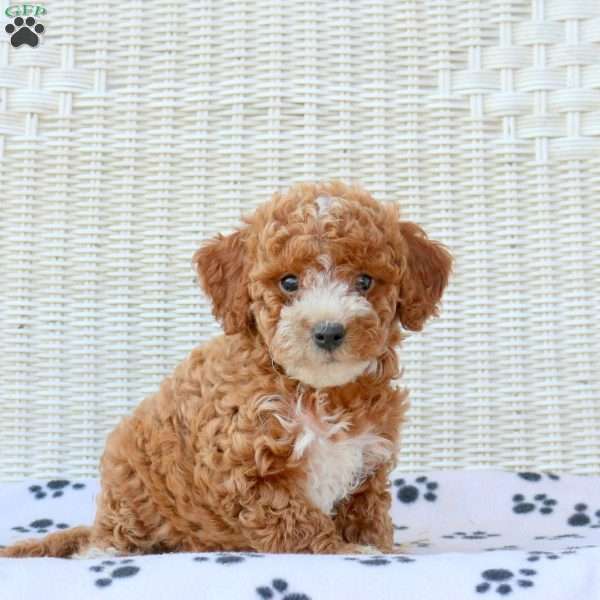 Darla, Mini Goldendoodle Puppy