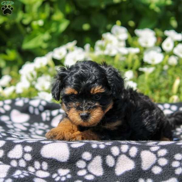 Darla, Yorkie Poo Puppy