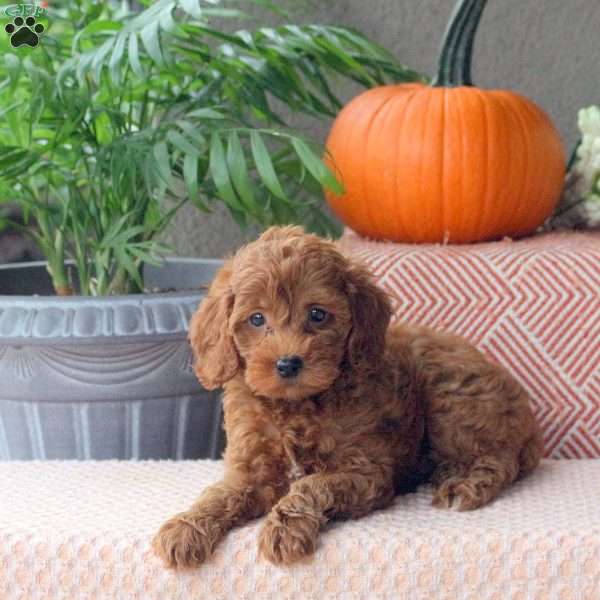 Darla, Mini Goldendoodle Puppy