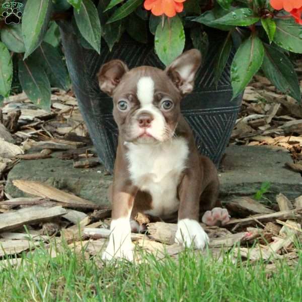 Darla, Boston Terrier Puppy