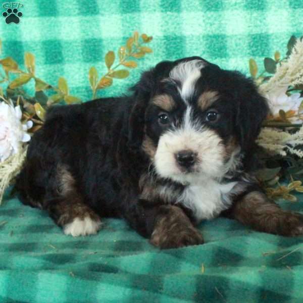 Darla, Mini Bernedoodle Puppy