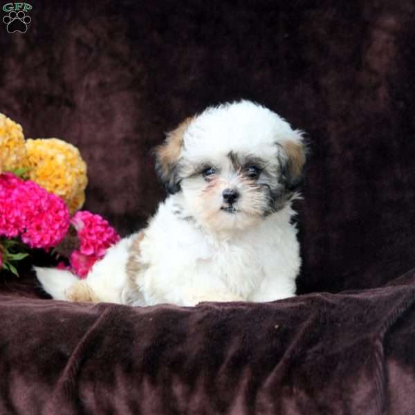 Darlene, Shih-Poo Puppy