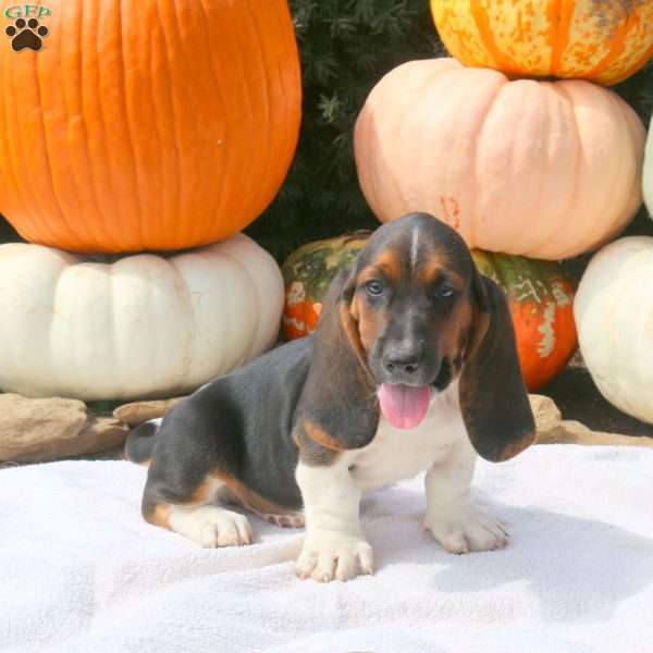 Darwin, Basset Hound Puppy