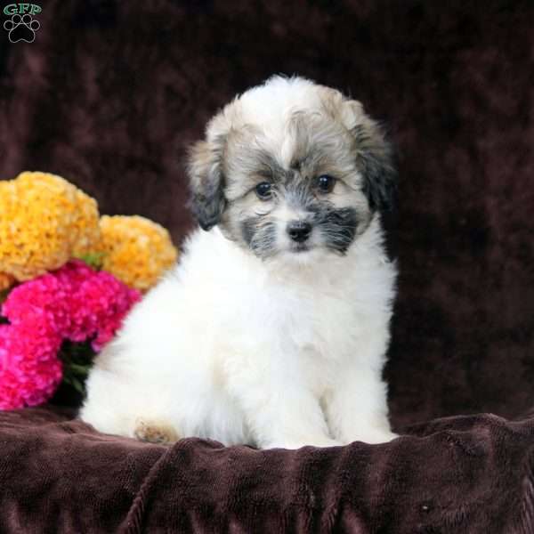 Daryl, Shih-Poo Puppy