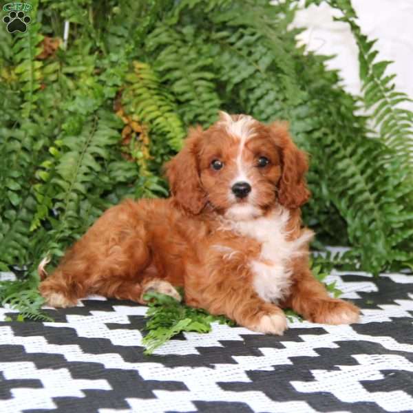 Daryl, Cavapoo Puppy