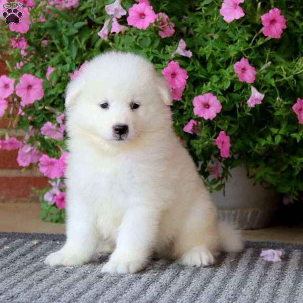 Daryl, Samoyed Puppy