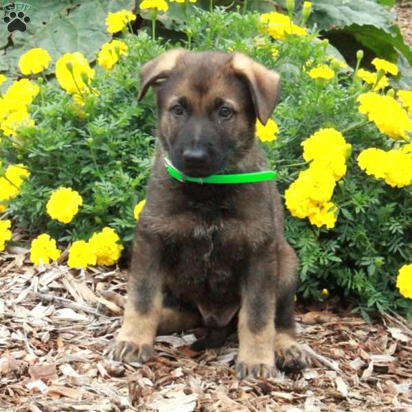 Dash, German Shepherd Puppy