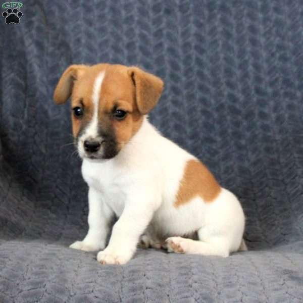 Dash, Jack Russell Terrier Puppy