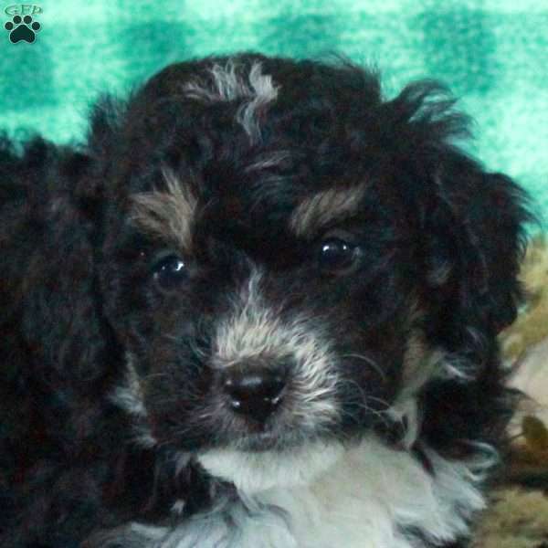 Dasher, Mini Bernedoodle Puppy