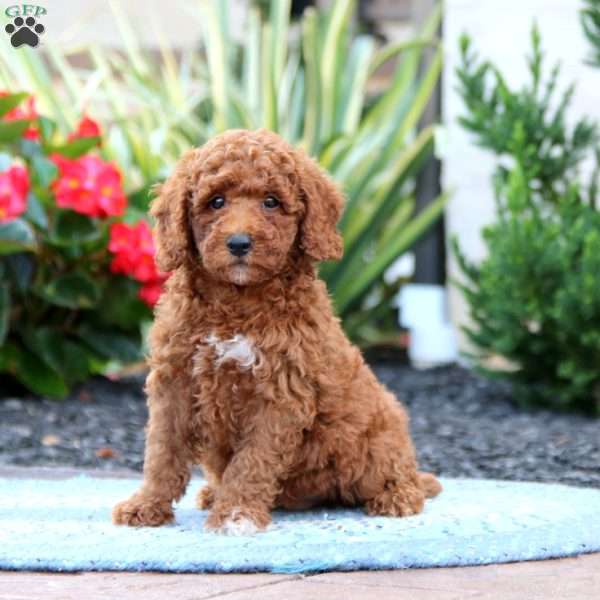 Davey, Miniature Poodle Puppy