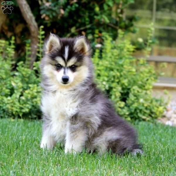 Davey, Pomsky Puppy