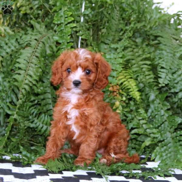 Davey, Cavapoo Puppy