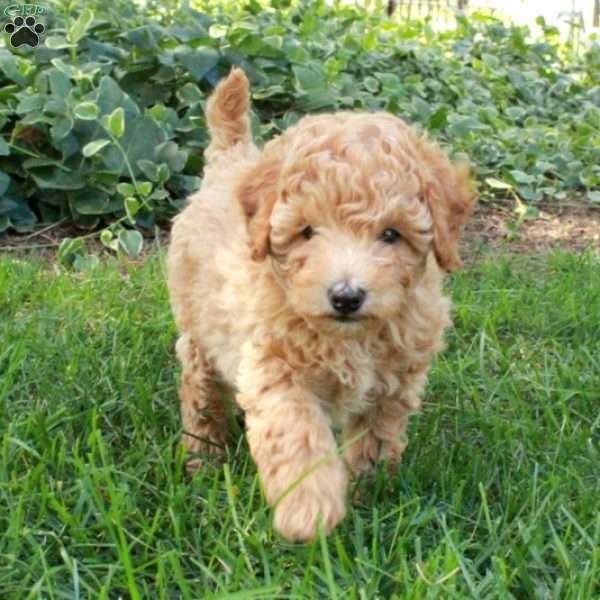 David, Toy Poodle Puppy