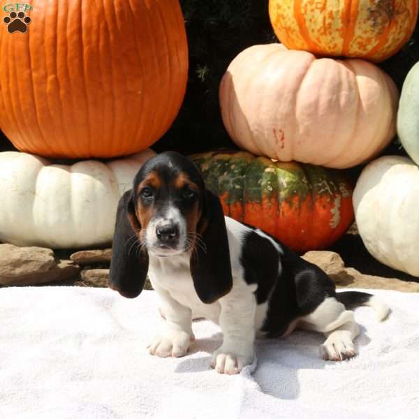 Dawn, Basset Hound Puppy