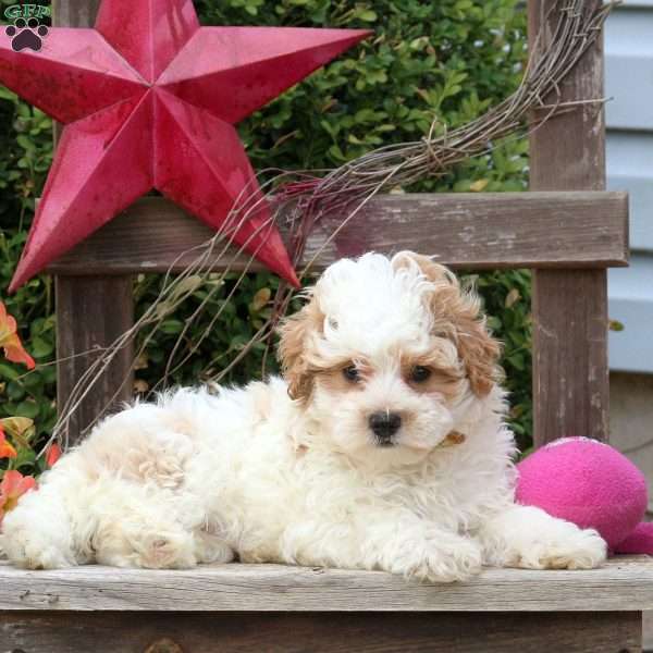 Dawson, Maltipoo Puppy