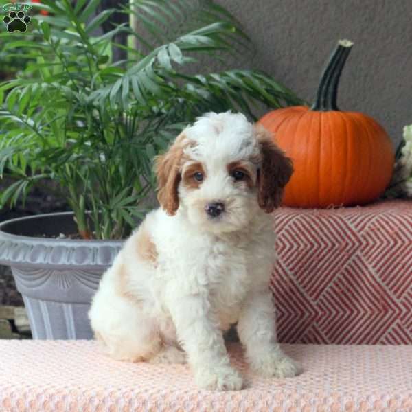 Dax, Mini Goldendoodle Puppy