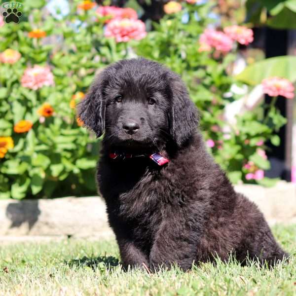 Dax, Newfoundland Mix Puppy