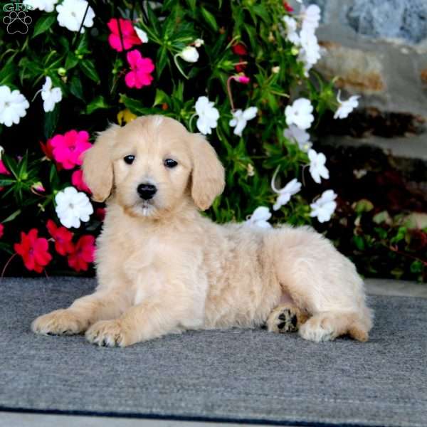 Debbie, Goldendoodle Puppy