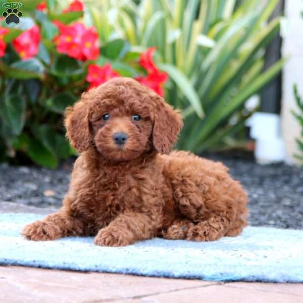 Debbie, Miniature Poodle Puppy