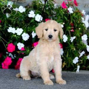 Debbie, Goldendoodle Puppy