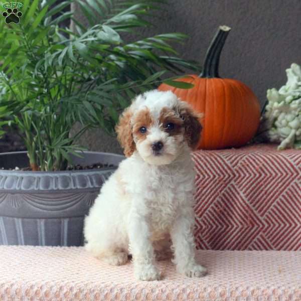 Debby, Mini Goldendoodle Puppy