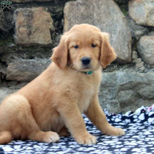 Declan, Golden Retriever Puppy