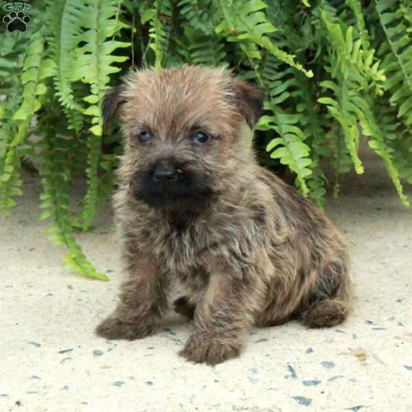 Declan, Cairn Terrier Puppy