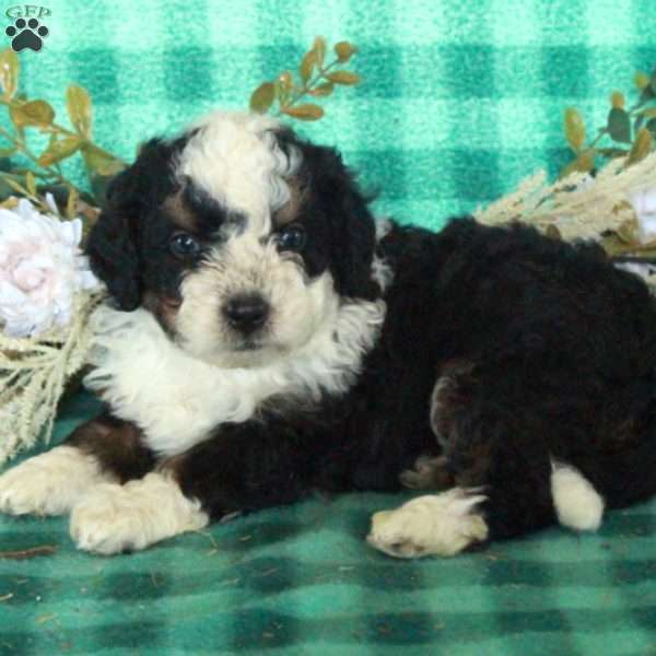 Della, Mini Bernedoodle Puppy