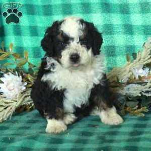 Della, Mini Bernedoodle Puppy