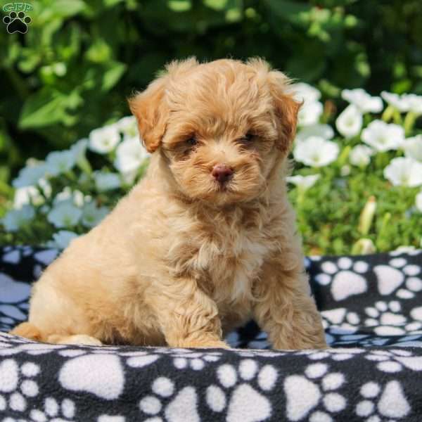 Demi, Yorkie Poo Puppy