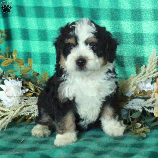 Delphi, Mini Bernedoodle Puppy