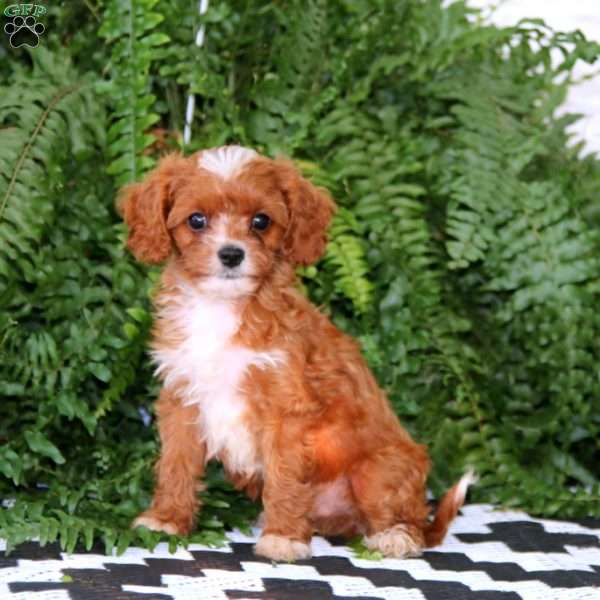 Derek, Cavapoo Puppy