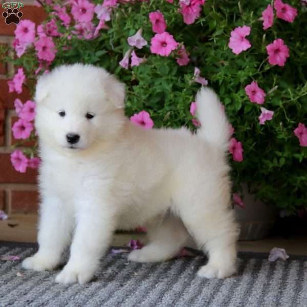 Derek, Samoyed Puppy