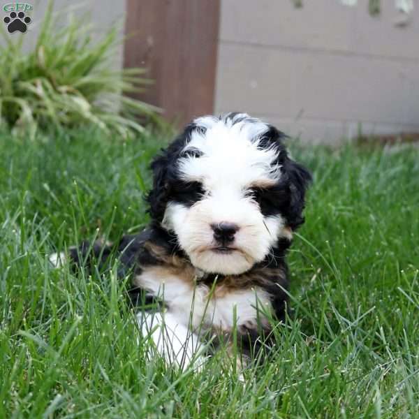 Desmond, Mini Bernedoodle Puppy