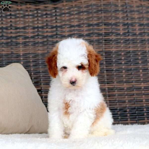 Destiny, Mini Goldendoodle Puppy