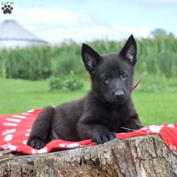 Destiny, German Shepherd Puppy